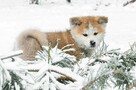 Akita inu-akita japońska czerwony piesek ZKwP/FCI - 3