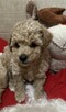 Bichon frise Pudel toy red bichpoo - 7