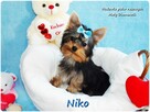 York Yorkshire Terrier Malutki Mini XS Piesek NIKO Rodowód - 7