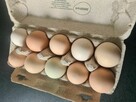 Jajka wiejskie nadwyżka zapraszam - 2