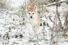 Akita inu-akita japońska czerwony piesek ZKwP/FCI - 2