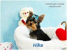 York Yorkshire Terrier Malutki Mini XS Piesek NIKO Rodowód - 6