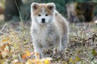 Akita inu-akita japońska czerwony piesek ZKwP/FCI - 6