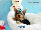 York Yorkshire Terrier Malutki Mini Piesek NOBEL Rodowód