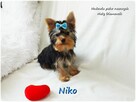 York Yorkshire Terrier Malutki Mini XS Piesek NIKO Rodowód - 5