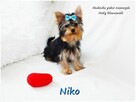 York Yorkshire Terrier Malutki Mini XS Piesek NIKO Rodowód - 9