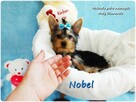 York Yorkshire Terrier Malutki Mini Piesek NOBEL Rodowód
