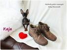 Suczka KAJA Pinczer miniaturowy ( Ratlerek ) 9m-cy Rodowód - 9