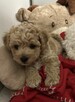 Bichon frise Pudel toy red bichpoo - 2