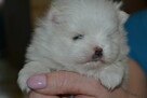 SZPIC MINIATUROWY POMERANIAN PIĘKNE SZCZENIĘTA - 6