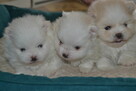 SZPIC MINIATUROWY POMERANIAN PIĘKNE SZCZENIĘTA