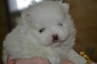 SZPIC MINIATUROWY POMERANIAN PIĘKNE SZCZENIĘTA - 5