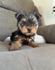 szczenięta rasy yorkshire terrier - 3