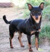 ZORRO - niewielki psiak w typie pinczera szuka domu - 3