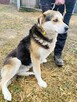 SZOGUN - spokojny, kochany psiak szuka dobrego domu - 3
