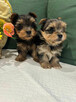 szczenięta rasy yorkshire terrier