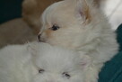 SZPIC MINIATUROWY POMERANIAN PIĘKNE SZCZENIĘTA - 10