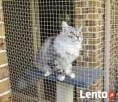 Zabezpieczanie balkonów / Siatka dla kota / Siatka balkonowa - 2