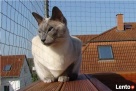 Zabezpieczanie balkonów / Siatka dla kota / Siatka balkonowa - 4