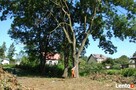 Wycinka i Pielęgnacja Drzew - 4