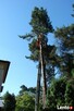 Wycinka i Pielęgnacja Drzew - 3