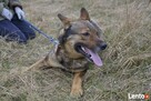 Wilczkowaty Aleks czeka na drugą szansę! - 7
