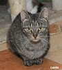 MIEDNICA - młoda kotka po wypadku szuka spokojnego domu