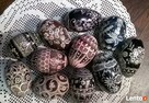 Jaja wielkanocne rękodzieło jajka gęsie wydmuszki kraszanki - 3