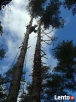 Ścinka drzew, ścinka sekcyjna prace alpinistyczne - 5