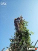Ścinka drzew, ścinka sekcyjna prace alpinistyczne - 4