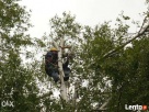 Ścinka drzew, ścinka sekcyjna prace alpinistyczne - 1