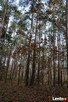 KOMPLEKS LEŚNY Z GRUNTEM ROLNYM 4,07ha - BLISKO MIASTA - 5