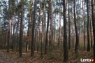 KOMPLEKS LEŚNY Z GRUNTEM ROLNYM 4,07ha - BLISKO MIASTA - 3