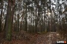 KOMPLEKS LEŚNY Z GRUNTEM ROLNYM 4,07ha - BLISKO MIASTA - 4