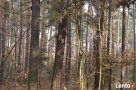 KOMPLEKS LEŚNY Z GRUNTEM ROLNYM 4,07ha - BLISKO MIASTA - 2