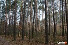 KOMPLEKS LEŚNY Z GRUNTEM ROLNYM 4,07ha - BLISKO MIASTA - 7