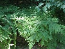 Paproć leśna orlica pospolita, oczko,ogród naturalistyczny - 1