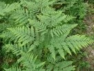 Paproć leśna orlica pospolita, oczko,ogród naturalistyczny - 2