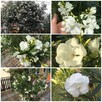 Sadzonki oleander - 4