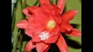 kaktus Epifilum (Epiphyllum),kwitnie na czerwono - 1
