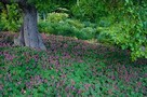 Bodziszek róż ,odstrasza komary, geranium, ogród rustykalny - 3