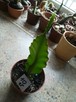 kaktus Epifilum (Epiphyllum),kwitnie na czerwono - 2