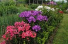 Floks fiol.-biały,Phlox paniculata Famous Purple,wabi motyle - 3