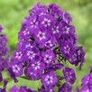 Floks fiol.-biały,Phlox paniculata Famous Purple,wabi motyle - 2