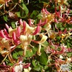 Wiciokrzew pomorski,Lonicera periclymenum 'Serotina, pachnie - 3