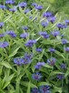 Chaber ogrodowy,Centaurea montana blue,skalniak,wysyłka - 2