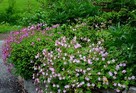 Bodziszek róż ,odstrasza komary, geranium, ogród rustykalny - 2