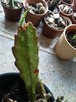 kaktus Epifilum (Epiphyllum),kwitnie na czerwono - 3