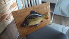 Karp rzezbiony z drewna - 1
