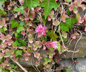 Rozchodnik kaukaski,Sedum Spurium ‘Summer Glory - 2